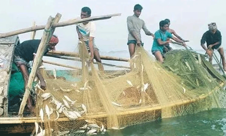 রাজশাহী এখন  মিঠা পানির মাছ উৎপাদনে দেশের প্রধান অঞ্চল